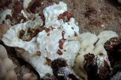 Antennarius commerson