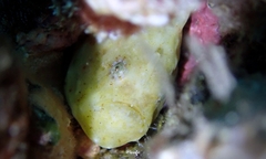 Antennatus tuberosus