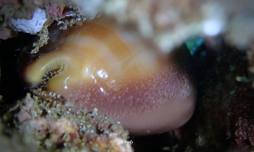 Lyncina sulcidentata observed 2022-08-20