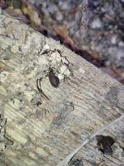 Porcellio spinicornis