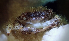 Domecia hispida
