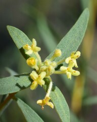 Pimelea microcephala microcephala