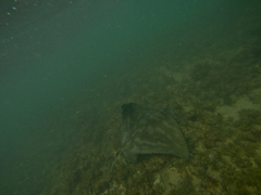 Myliobatis tenuicaudatus