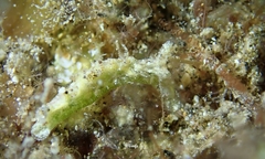 Elysia degeneri