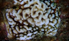 Leptoseris incrustans