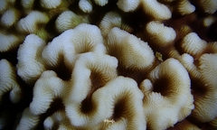 Leptoseris incrustans