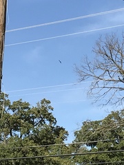 Ictinia mississippiensis