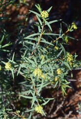 Pimelea microcephala microcephala