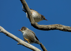 Daphoenositta chrysoptera