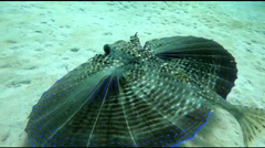 Dactylopterus volitans