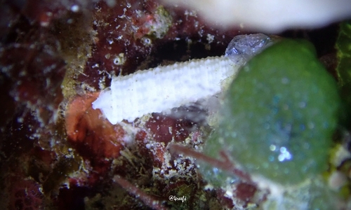 Euthymella concors observed 2022-08-20