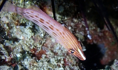 Pseudocheilinus octotaenia