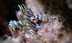 Dendrochirus barberi