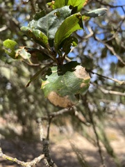Aceria mackiei