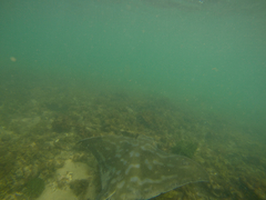 Myliobatis tenuicaudatus