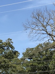 Ictinia mississippiensis