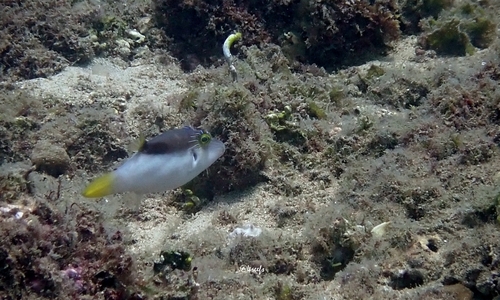 Canthigaster epilampra observed 2022-08-20