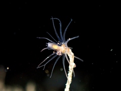 Ectopleura