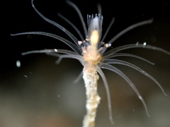 Ectopleura