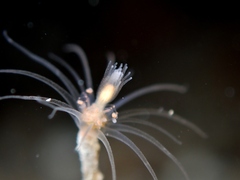 Ectopleura