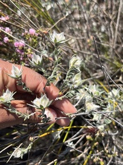 Amphithalea tomentosa