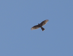 Accipiter cirrocephalus