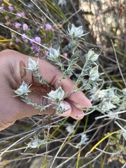 Amphithalea tomentosa
