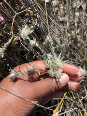 Amphithalea tomentosa