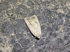 Caradrina montana