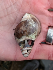 Buccinidae