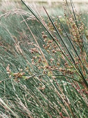 Juncus maritimus