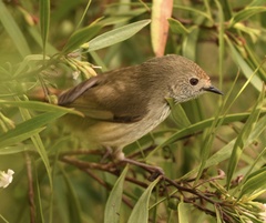 Acanthiza pusilla