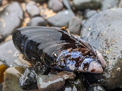 Mytilus edulis