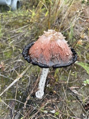 Coprinus