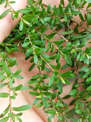 Myrtoideae