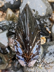 Mytilus edulis