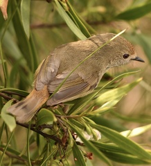 Acanthiza pusilla
