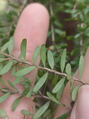 Myrtoideae