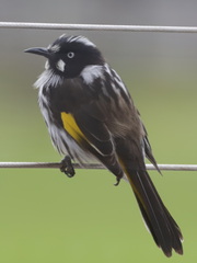 Phylidonyris novaehollandiae