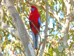 Platycercus elegans