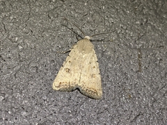 Caradrina montana