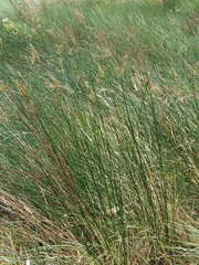 Juncus maritimus