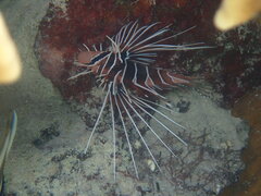 Pterois radiata