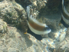 Heniochus chrysostomus