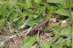 Psophus stridulus
