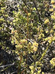 Cliffortia