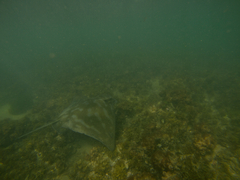 Myliobatis tenuicaudatus