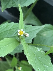 Galinsoga quadriradiata