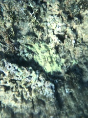 Porites