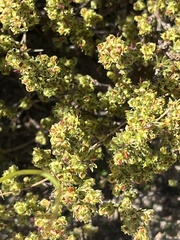Cliffortia